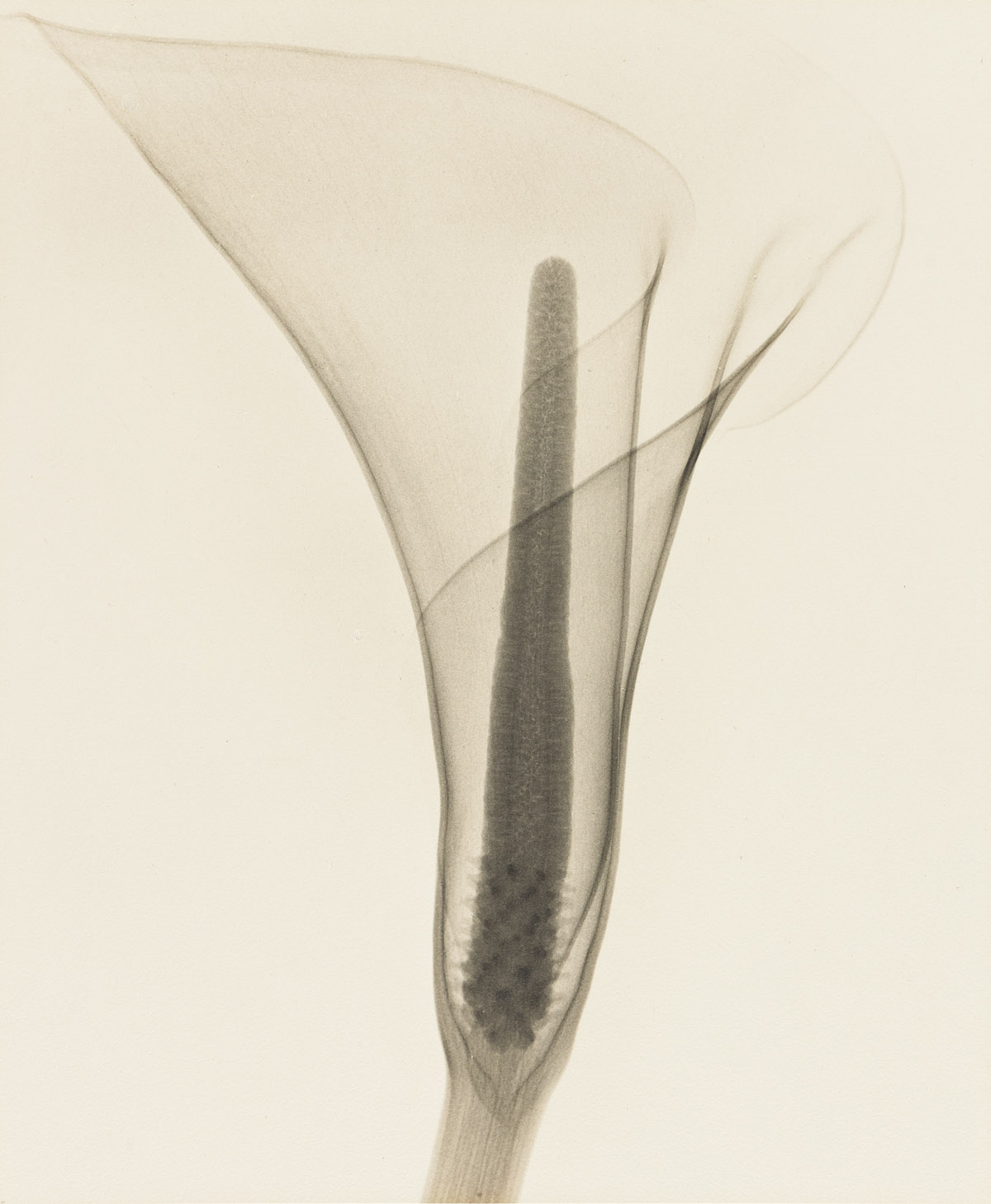 DAIN TASKER (1872-1964) Lily, an X-Ray.